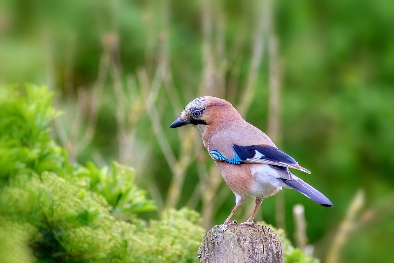 Resilient Wildlife - Species That Thrive in Urban Environments